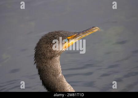Eine Nahaufnahme eines wunderschönen Doppelkammkormorans, der auf einem See schwimmt Stockfoto
