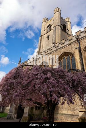 CAMBRIDGE, GROSSBRITANNIEN - MÄRZ 11. 2020 Uhr: Der Turm der Kirche St. Maria der Großen mit Frühlingsblüte auf dem Baum Stockfoto