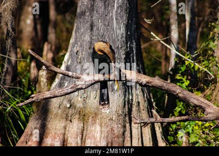 Anhinga konzentriert sich auf seine Beute in den sumpfigen Gewässern Floridas Stockfoto