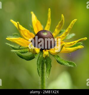 Eine gelbe Blume mit grünem Hintergrund im Garten Stockfoto