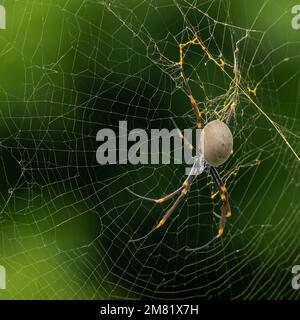 Golden Orb Spider jagt im Netz Stockfoto