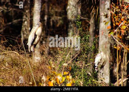 Ein junger Holzstorch steht still im Sumpfpinsel Stockfoto