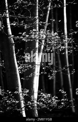 Sonnenbeschienenen Wald in Monochrom Stockfoto