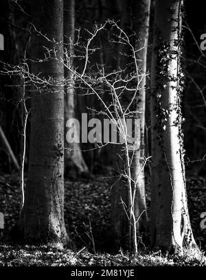 Sonnenbeschienenen Wald in Monochrom Stockfoto