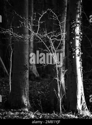 Sonnenbeschienenen Wald in Monochrom Stockfoto