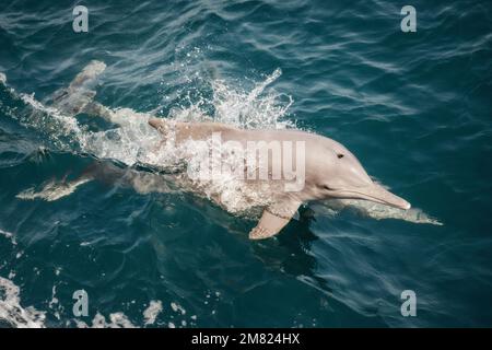 Delfin in Musandam Oman, aufgenommen im Mai 2022 Stockfoto