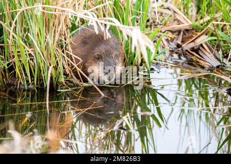 Bisamratte (Ondatra zibethicus), sitzt am Wasserrand und ernährt sich im Wasser, Hude, Niedersachsen, Deutschland Stockfoto