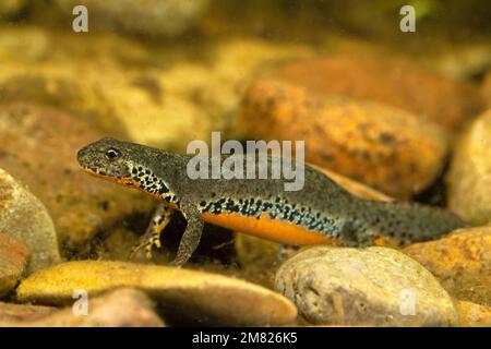 Alpenmolch (Ichthyosaura alpestris), weiblich beim Laichen, Thüringen, Deutschland Stockfoto