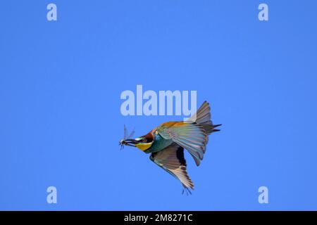 Europäischer Bienenesser (Merops apiaster) im Flug mit einer Libelle, München, Sachsen-Anhalt, Deutschland Stockfoto