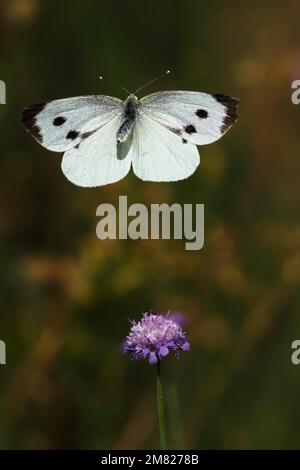 Kohlschmetterling (Pieris brassicae), fliegend, Hessen, Deutschland Stockfoto
