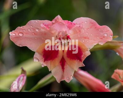 Blassorange Gladioli Blume Makro, auch bekannt als Schwert Lily, Wassertropfen aus dem Regen Stockfoto