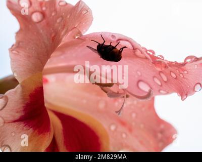 Gladiolen, nasse Blume mit einer Fliege im Inneren, kleine Orange, frisch vom Regen, Wassertropfen Stockfoto