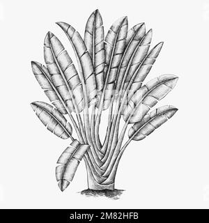 Handgezeichneter Traveller &#39;s-Baumvektor Stock Vektor