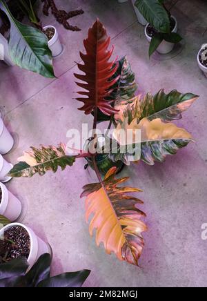 Atemberaubende Farben und verschiedene Blätter von Philodendron Caramel Marble, einer seltenen und teuren tropischen Pflanze Stockfoto