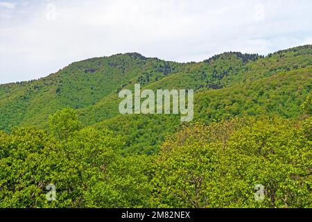 Frühlingswachstum in den Appalachen auf dem Blue Ridge Parkway in North Carolina Stockfoto