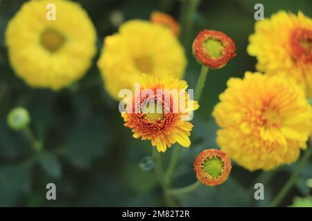 Orange und rote Chrysanthemen, Strauß mit Regentropfen Stockfoto