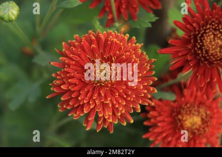 Blume des roten Chrysanthemums auf farbenfrohem Hintergrund Stockfoto