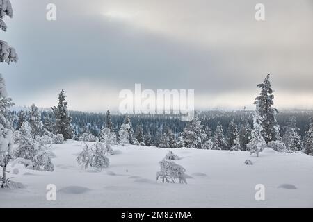 Winter Snowy Landscape, Nordfinnland Stockfoto