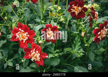 Dahlia Collarette Dandy blühende Pflanze im Sommergarten Stockfoto