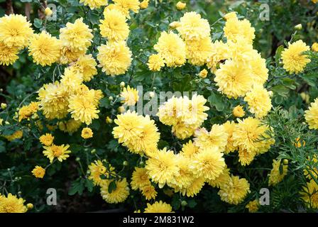 Chrysanthemum grandiflorum gelbe Blumen, Mütter wachsen im Herbstgarten Stockfoto