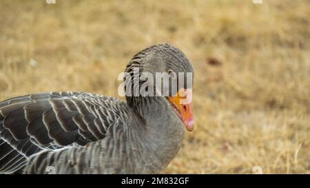 Gänse Vogelporträt. Zucht und Zucht von Zuchtgänsen. Hausgeflügel. Nutzvögel. Zucht von Geflügel. Stockfoto