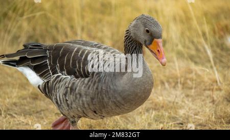 Gänse Vogel Nahaufnahme.Zucht und Zucht von Gänsen.Hausgeflügel.Nutzvogel.Zucht von Geflügel. Stockfoto