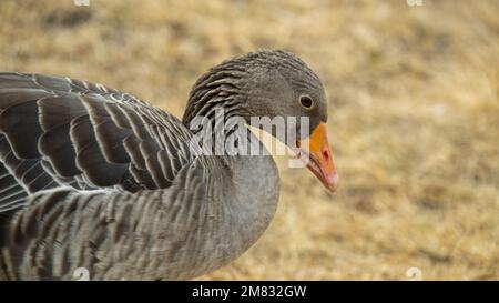 Gänse Vogelporträt aus der Nähe. Zucht und Zucht von Zuchtgänsen. Hausgeflügel. Nutzvögel. Zucht von Geflügel. Stockfoto