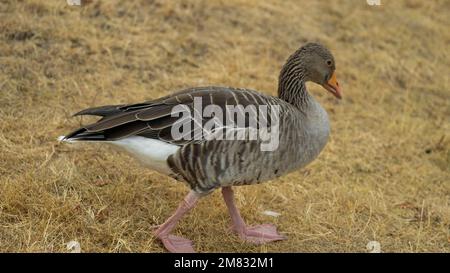 Vogelgänse. Zucht- und Zuchtgänse. Hausgeflügel. Nutzvögel. Zuchtgeflügel Stockfoto