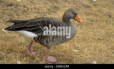 Gänse gehen grasen und fressen Gras. Hausgeflügel. Zucht und Zucht von Gänsen. Zucht von Geflügel. Stockfoto