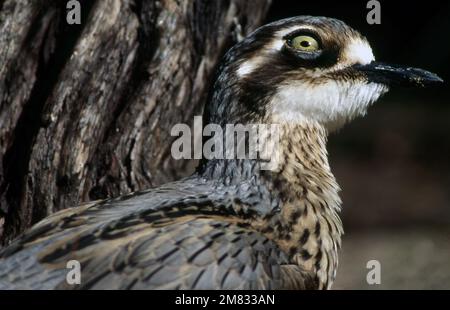 NAHAUFNAHME EINES BUSH THICK-KNIE (BURHINUS GRALLARIUS), AUCH BEKANNT ALS BUSH STONE-CURLEW, ANGLEBIRD ODER IBEN BIRD. AUSTRALIEN. Stockfoto