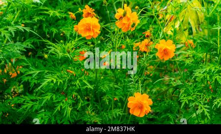 Wunderschöne und erstaunliche gelbe Schwefel-Kosmos-Blüte Stockfoto