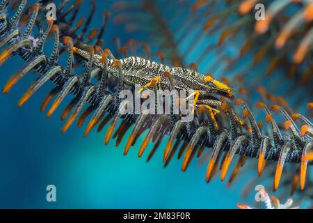 Amboinensis crinoid Garnelen (periclimenes Amboinensis) auf einem haarstern crinoid von Bali, Indonesien Stockfoto