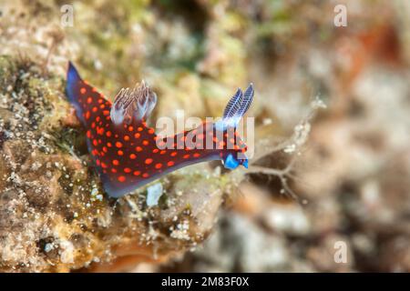 Nembrotha yonowae ( Seeschnecken , Nudibranch dorid, Meeresschneckenmuscheln in der Familie der Polyceridae ), die sich von Korallen Balis, Indonesien, ernährt Stockfoto