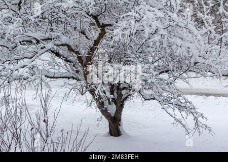 Winterlandschaft mit Blick auf einen schneebedeckten Apfelbaum an einem bedeckten Tag nach einem Schneesturm Stockfoto