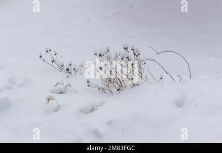 Makro-abstrakter Texturhintergrund schneebedeckter Stängel verwelkter Koneflorblüten an einem bewölkten Tag nach einem Wintersturm Stockfoto