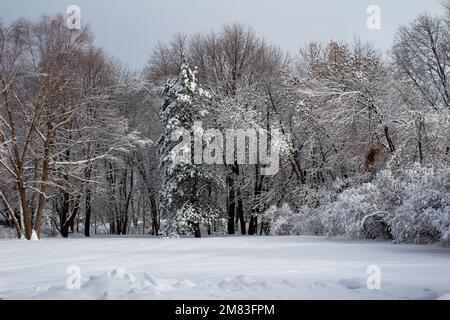 Winterlandschaft mit schneebedeckten Bäumen an einem bedeckten Tag nach einem Schneesturm Stockfoto