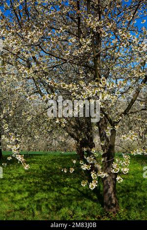 Kirschbaum in voller Blüte Stockfoto