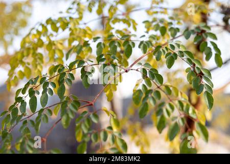 Moringa oleifera Blätter mit selektivem Fokus und unscharfem Hintergrund Stockfoto