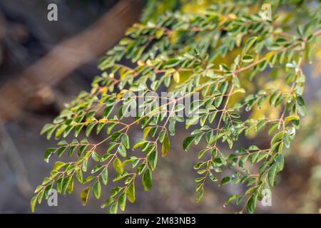 Frische Moringa-Blätter, Nahaufnahme. Selektiver Fokus Stockfoto