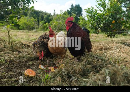 Drei Freilandhühner, ein Hahn und zwei Hennen, die sich von Orangen in einer Zitrusplantage ernähren Stockfoto