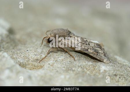 Nahaufnahme auf einer Eulenmotte, Luperina testacea, die auf einem Stein sitzt Stockfoto