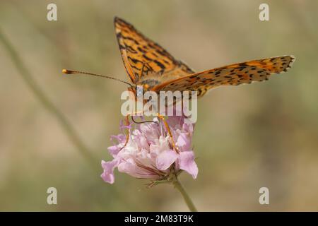 Natürliche Nahaufnahme des mediterranen, blau-äugigen, gepunkteten fritillarischen Schmetterlings Melitaea didyma, der auf einer rosafarbenen, skabösen Blume sitzt Stockfoto