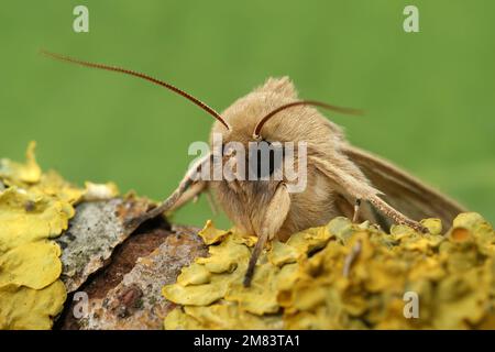 Detaillierte frontale Nahaufnahme der blassbraunen Wollmotte Mythimna pallens auf einem Stück Holz Stockfoto