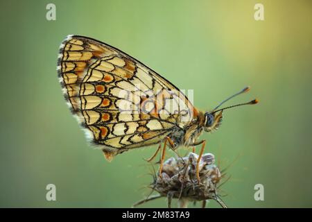 Natürliche Nahaufnahme auf dem mediterranen blauäugigen Schmetterling der Provinz, Melitaea deione, mit geschlossenen Flügeln im Schatten Stockfoto