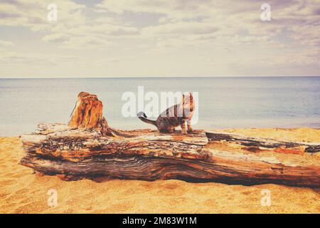 Gestreifte Katze, die am Strand auf einem Haken sitzt. Seascape an einem sonnigen Tag. Ruhiges Meer Stockfoto