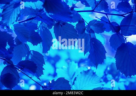 Zweige von Corylus maxima mit jungen Blättern in Blautönen Stockfoto