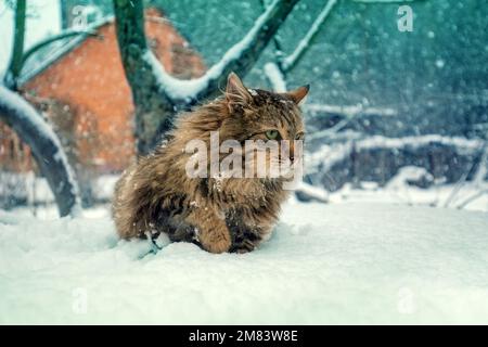 Die sibirische Katze läuft im Winter im schneebedeckten Hof Stockfoto