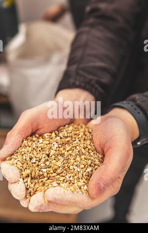 Männliche Hände halten Gerstenkorn. Malz in der Verarbeitung für Craft-Bier. Stockfoto