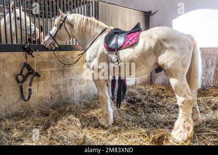 THE MAISON DU CHEVAL BOULONNAIS DEDICATED TO BOULONNAISE HORSES, FERME DE SUZE FARM, SAMER, (62) PAS-DE-CALAIS, FRANKREICH Stockfoto