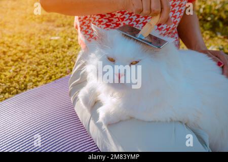 Woman und White Persian Cat pflegen Haare im Morgengarten mit Haarentfernungskamm Stockfoto